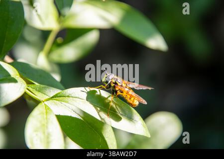 Wespe auf Liguster Blatt Macro Fotografie Stockfoto