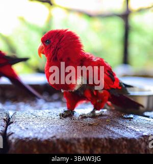 Roter Papagei (Art unbekannt) mit leuchtendem Gefieder auf einer Steinoberfläche bei weichem Innenlicht, Kalifornien, USA, Oktober 2024 Stockfoto