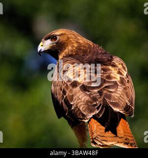 Rotschwanzfalke (Buteo jamaicensis) hockt mit wachem Blick und sichtbarem rotem Schwanz vor einem verschwommenen Waldgrund, Kalifornien, USA, Oktober 2024 Stockfoto