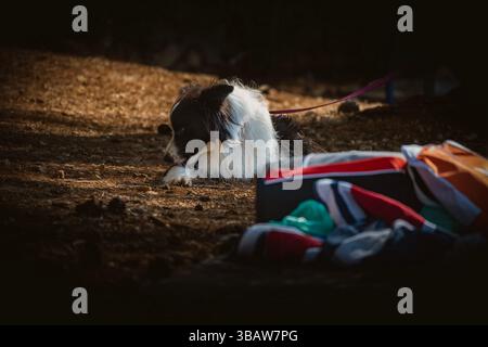 Mali Losinj, Kroatien-25. Juli 2024: Schöner Border Collie Hund liegt auf dem Boden am Hundestrand in der Bucht von Cikat, auf der Insel Losinj, Kroatien Stockfoto