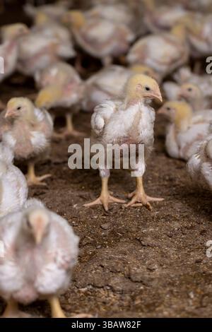 Ein junges Huhn mit weißem Gefieder während des Wechsels von gelbem Flaum zu Federn, eine Geflügelfarm, in der Hühner zur Herstellung von Fleisch pro gezüchtet werden Stockfoto
