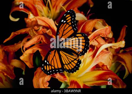 Orangefarbener und gelber Vizekönig Schmetterling, der auf einer großen orangen Blume thront, Missouri, USA Stockfoto