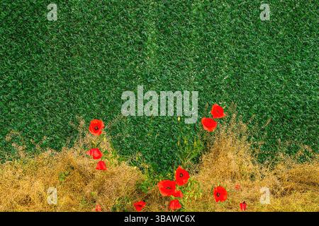 Unkultivierter roter Mohn, der neben der künstlichen Graszaun-Wand als Kopierraum wächst Stockfoto