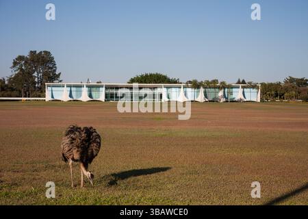Eine ewu im Vordergrund, auf einem Feld von trockenem Gras. Im Hintergrund befindet sich die Palácio da Alvorada, die offizielle Residenz des brasilianischen Präsidenten Stockfoto