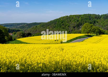 Kleine Landstraße durch Rapsfelder in voller Blüte, Frühling in der Elfringhauser Schweiz, hügelige Landschaft südlich des Ruhrgebiets bei Hattingen-Elfringhau Stockfoto