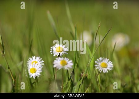 Weiße Gänseblümchen im grünen Gras. Frühlings- oder Sommerwiese mit Kamillen Stockfoto