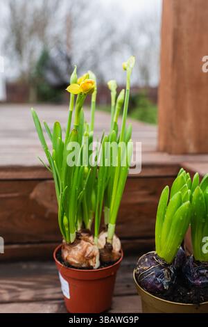 Gelbe Narzissen im Topf mit frischen grünen Blättern und frühen Blüten auf hölzernen Außentreppen. Natürliches Tageslicht, Frühlingswachstum in einem rustikalen Stockfoto