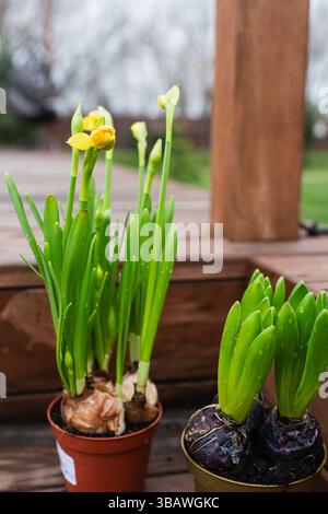Gelbe Narzissen im Topf mit frischen grünen Blättern und frühen Blüten auf hölzernen Außentreppen. Natürliches Tageslicht, Frühlingswachstum in einem rustikalen Stockfoto