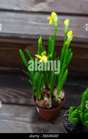 Gelbe Narzissen im Topf mit frischen grünen Blättern und frühen Blüten auf hölzernen Außentreppen. Natürliches Tageslicht, Frühlingswachstum in einem rustikalen Stockfoto