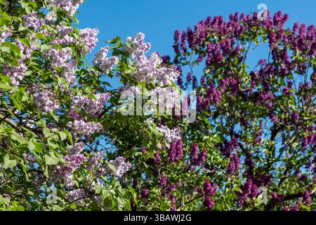 Wunderschöne Fliederblüten. Lilafarbene Blüten am Busch, Hintergrund der Frühlingszeit. Stockfoto