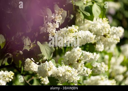 Wunderschöne Fliederblüten. Weiße Fliederblüten auf dem Busch, Hintergrund der Frühlingszeit. Stockfoto