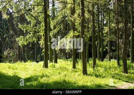 Die helle Sonne scheint wunderschön durch die üppigen Bäume im ruhigen Wald und schafft eine malerische und beruhigende Atmosphäre Stockfoto