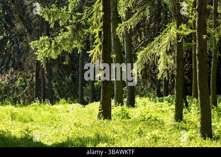 Die helle Sonne scheint wunderschön durch die üppigen Bäume im ruhigen Wald und schafft eine malerische und beruhigende Atmosphäre Stockfoto