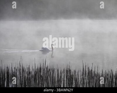 Stummschwan (Cygnus olor) in Mist, Knepp Anwesen, Sussex, England Stockfoto