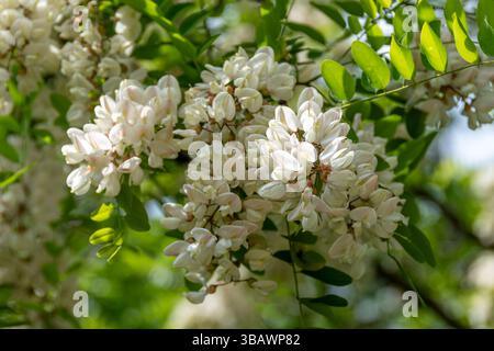 Akazie blüht, ein Baum, der auch als Schwarze Heuschrecke oder Schwarzvogel (Robinia pseudoacacia) bekannt ist. Seine Blüten sind essbar und werden zur Herstellung von Honig und Donuts verwendet Stockfoto