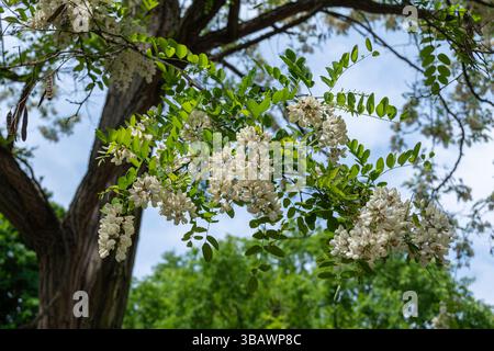 Akazie blüht, ein Baum, der auch als Schwarze Heuschrecke oder Schwarzvogel (Robinia pseudoacacia) bekannt ist. Seine Blüten sind essbar und werden zur Herstellung von Honig und Donuts verwendet Stockfoto