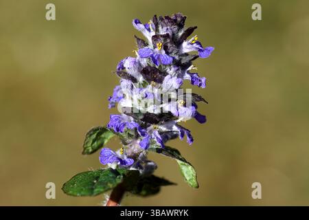 Nahaufnahme der Blumen von Bugleweed, Gemeiner Bugle (Ajuga reptans). Frühling, Niederlande, Mai Stockfoto
