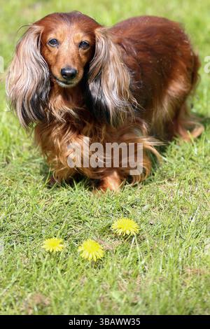 29.04.2024, Deutschland, Schleswig-Holstein, Kleinvollstedt - Langhaardackel. 00S240429D368CAROEX.JPG [MODELLFREIGABE: NICHT ZUTREFFEND, EIGENSCHAFTSFREIGABE RELE Stockfoto