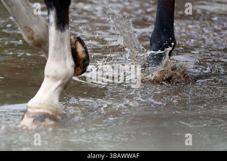 22.06.2024, Deutschland, Brandenburg, Altbarnim - Nahaufnahme: Pferd trabt durch eine Pfütze. 00S240622D683CAROEX.JPG [MODELLVERSION: NICHT ZUTREFFEND, EIGENSCHAFT Stockfoto