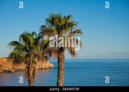 06.03.2025, Portugal, Algarve, Sagres - Palmen am Stadtstrand Praia da Mareta, mit dem Aussichtspunkt Ponta da Atalaia im Hintergrund. 00X250306 Stockfoto