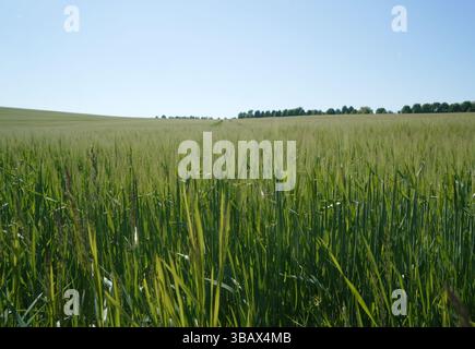 Frische grüne Haferpflanzen auf einem Feld mit einer Reihe von Bäumen im Hintergrund und blauem Himmel Stockfoto