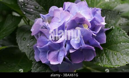 Entdecken Sie die Eleganz von Ajisai: Japanische Hortensienblüten Stockfoto