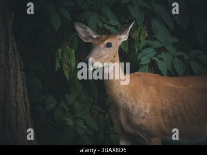Ein Weißwedelhirsch steht ruhig am Waldrand, teilweise in Schatten gehüllt und von sattem Grün umgeben. Stockfoto