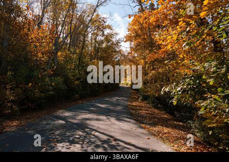 Eine ruhige asphaltierte Straße schlängelt sich sanft durch einen Wald mit herbstlicher Farbe. Stockfoto
