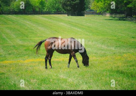 Ein Pferd grast ruhig auf lebendigem grünem Gras auf einer weiten Weide unter der Frühlingssonne. Die Schönheit des ländlichen Lebens einfangen. Stockfoto