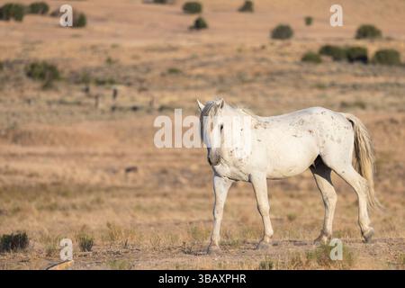 Wilder grauer Hengst in der Westwüste von Utah bei Simpson Springs Stockfoto