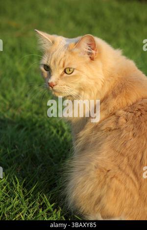 Flauschige orange Ingwerkatze, die auf grünem Gras sitzt Stockfoto