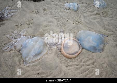 Tote Quallen wurden an einem Strand angespült – Wales, Großbritannien Stockfoto