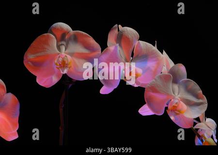 Abstract des lebendig gefärbten Orchideenstilllebens. Bewegungsunschärfeeffekt mit Gelb, Rot, weiß und Rosa in traumhafter Schönheit der Natur. Stockfoto