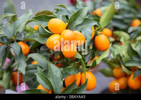 Auf einem Baum wachsen köstliche Orangen Stockfoto