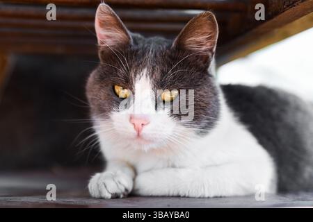 Nahaufnahme einer grauen und weißen Katze mit gelben Augen, die unter einer Bank liegt. Ruhiger und neugieriger Ausdruck, weiches natürliches Licht Stockfoto