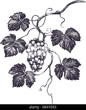 Weinrebe, Traube, handgezeichnete Vektor-Illustration realistische Skizze. Stock Vektor