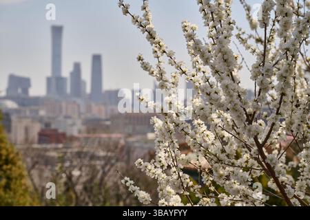 Blühende Kirschzweige im Frühjahr umrahmen ein traditionelles chinesisches Tempeldach vor einem leuchtend blauen Himmel in Peking Stockfoto