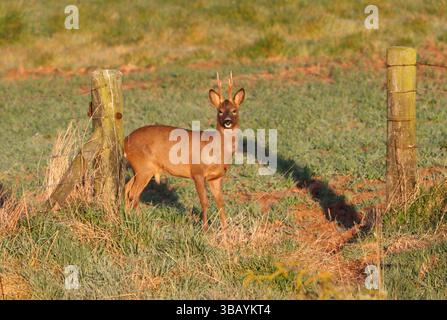 REH (Capreolus capreolus) Bock stand am Tor zu einem Bauernfeld, Großbritannien. Stockfoto