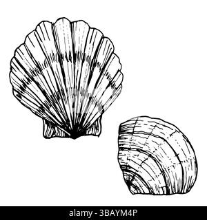 Muschel vom Meeresboden, Zeichnung mit schwarz-weißer Tinte. Vektorabbildung. Ein Satz Muschelschalen in Form eines Lüfters, isoliert auf einem weißen bac Stock Vektor