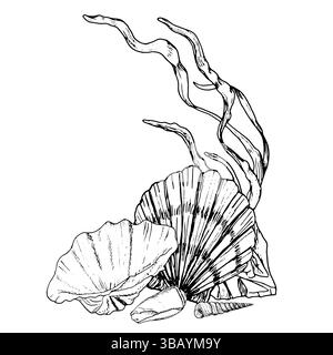 Muscheln vom Meeresboden und Seesterne neben Algenzweigen, schwarze und weiße Tuschzeichnung. Vektorabbildung. Eine Spiralschale und eine Jakobsmuschel sind es Stock Vektor