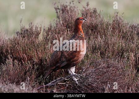 DAS ROTHÜHNER (Lagopus lagopus scoticus) stand vor der Heidekraut in Schottland, Großbritannien. Stockfoto