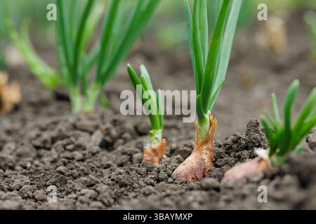 Junge Zwiebelzwiebeln sprießen aus fruchtbarem Boden in einem Gartenbeet und zeigen das Wachstum des ökologischen Gemüseanbaus. Stockfoto