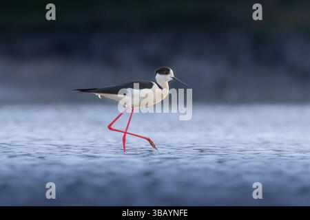 Schwarze geflügelte Stelze auf Nahrungssuche in flachen Gewässern, Bild zur blauen Stunde (Himantopus himantopus) Stockfoto