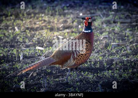 Neugieriger männlicher gemeiner Fasan in natürlicher Umgebung (Phasianus colchicus) Stockfoto