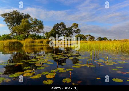 Ruhige Flusslandschaft mit blauen Seerosen (Nymphaea nouchali) im Okavango-Delta, Botswana, Stockfoto