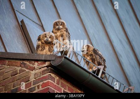 Uhu (Bubo Bubo). Drei Eulen stehen auf dem Dach einer Kirche. Deutschland Stockfoto