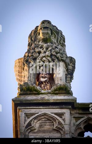 Europäische Uhu (Bubo Bubo). Ein ausgewachsener Vogel, der zwischen den Beinen einer Löwenfigur in einer Kirche in Heinsberg, Nordrhein-Westfalen, steht Stockfoto
