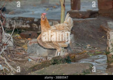 Porträt eines braunen Hens in ländlicher Umgebung, Dorfhintergrund mit natürlicher Umgebung und biologischer Geflügelzucht Stockfoto