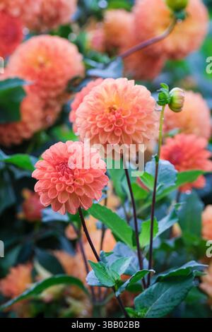 Dahlia Jowey Chantal, zweifarbige Ball Dahlia, tiefes Orange mit Gelb. Stockfoto