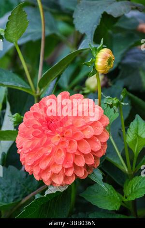 Dahlia Jowey Chantal, zweifarbige Ball Dahlia, tiefes Orange mit Gelb. Stockfoto